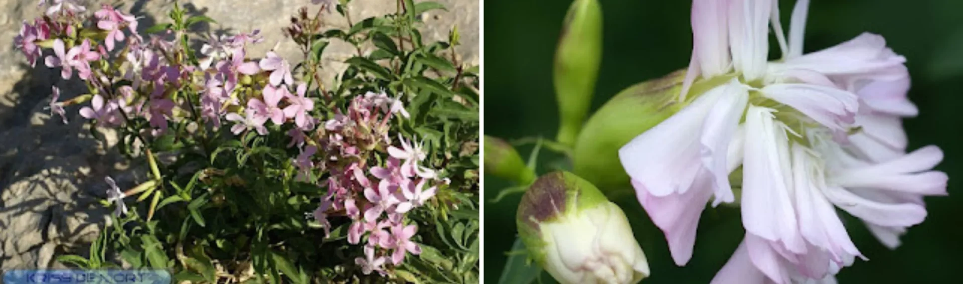 savon-naturel-la-saponaire