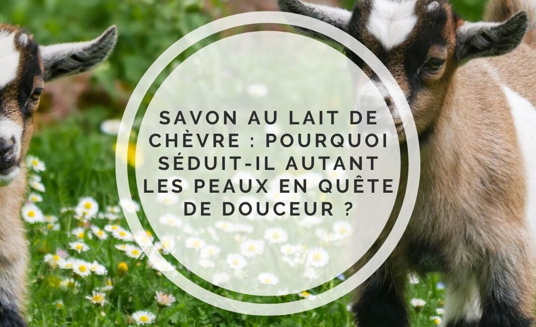 Savon au lait de chèvre : pourquoi séduit-il autant les peaux en quête de douceur ?