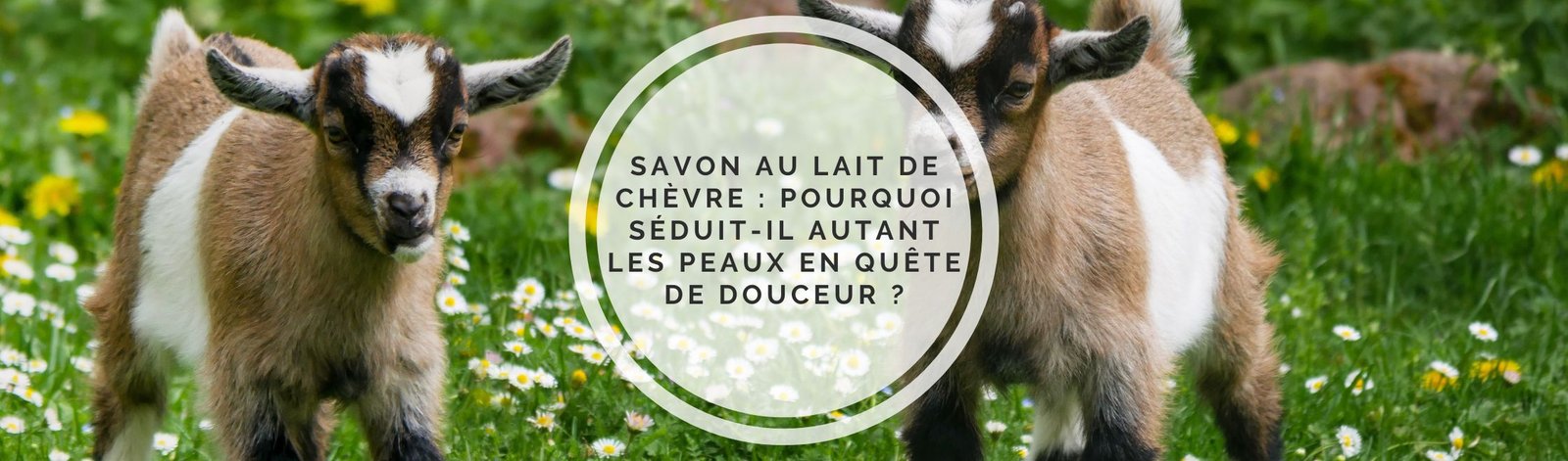 savon lait de chèvre