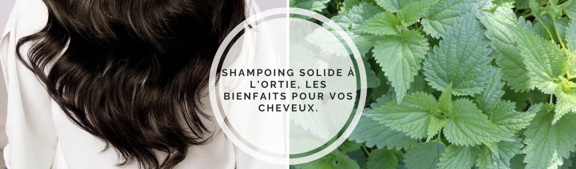 Shampoing solide à l’ortie, les bienfaits pour vos cheveux.