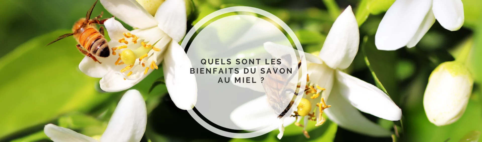 Quels sont les bienfaits du savon au miel ?