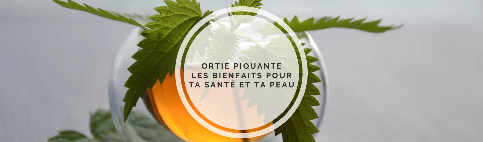 Les bienfaits incroyables de l&rsquo;ortie piquante pour ta santé et ta beauté