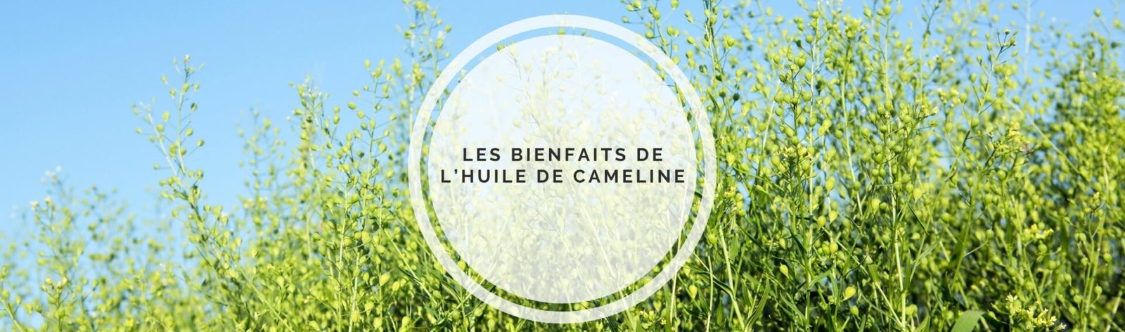 L’huile de cameline : une richesse oubliée aux multiples bienfaits