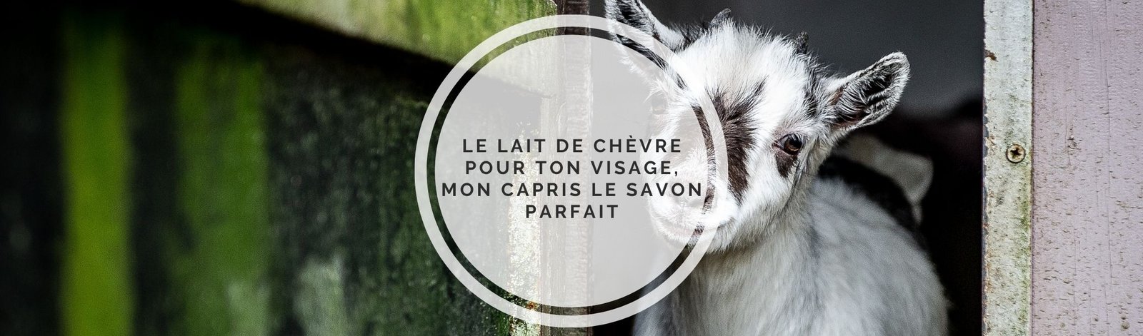 savon au lait de chèvre pour le visage